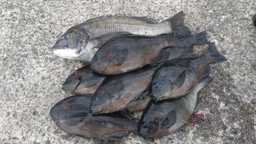 チヌの釣果
