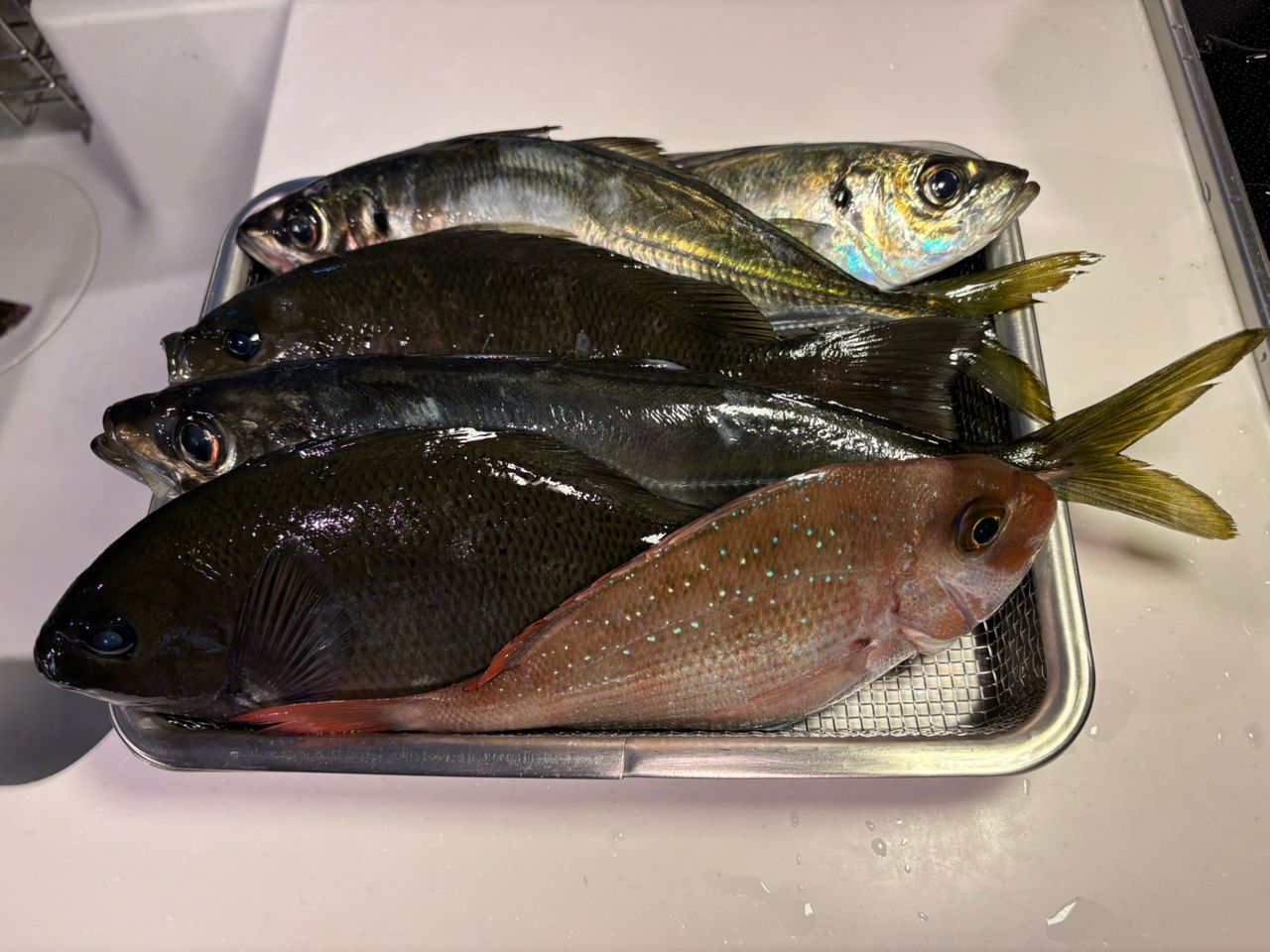 DAIWA 14リーガル 3号-45遠投の最安値・インプレ・釣果 | 本音の口コミ