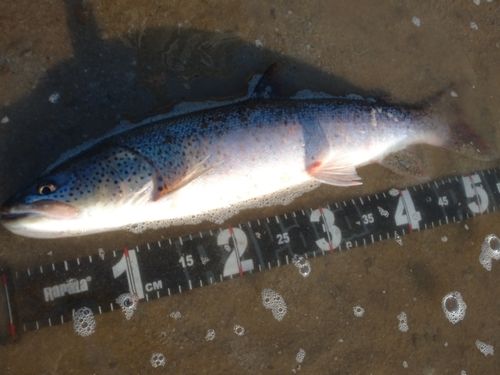 イトウの釣果