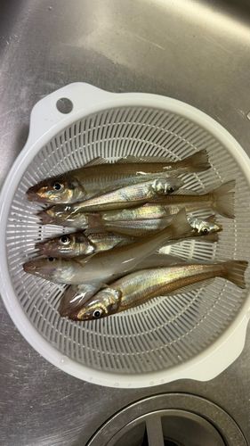 キスの釣果