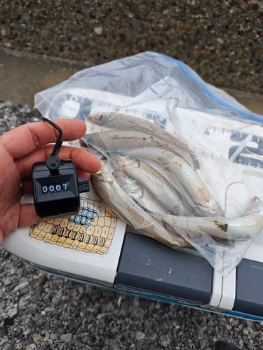 キスの釣果