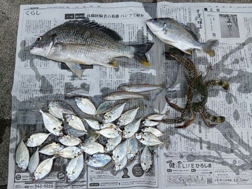 キスの釣果