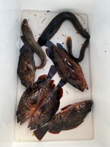 ガシラの釣果