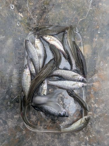 クチボソの釣果