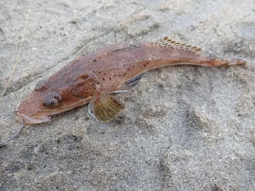 メゴチの釣果