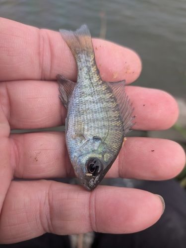ブルーギルの釣果