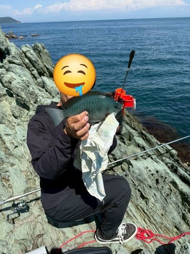 グレの釣果