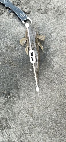 マゴチの釣果