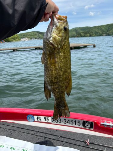 スモールマウスバスの釣果