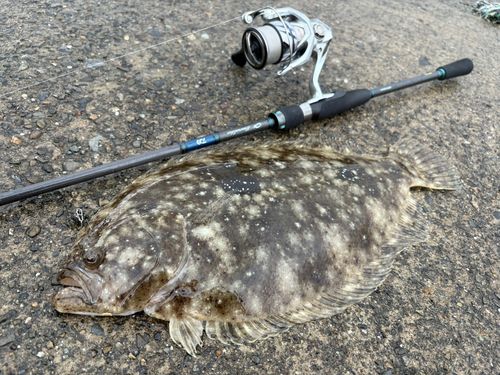 ヒラメの釣果