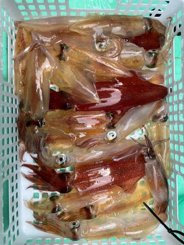 マルイカの釣果