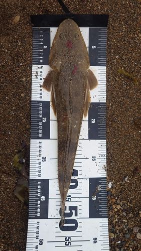 マゴチの釣果