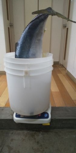 ブリの釣果