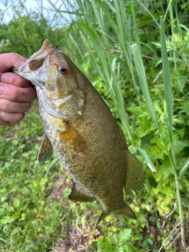スモールマウスバスの釣果