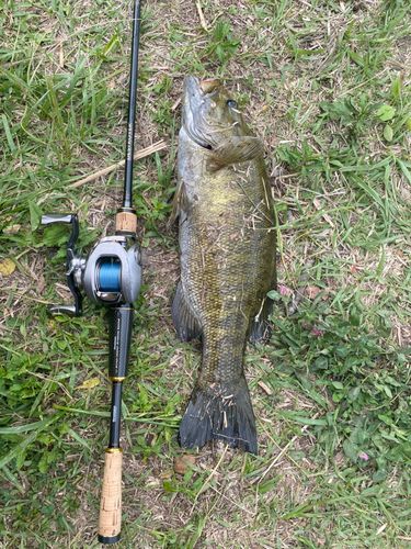 スモールマウスバスの釣果