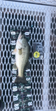 ブラックバスの釣果