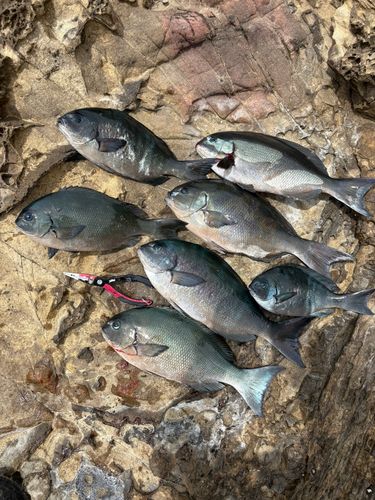 グレの釣果
