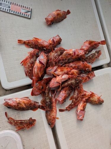 アラカブの釣果