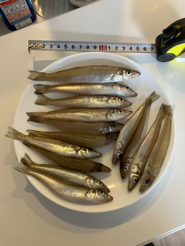 キスの釣果