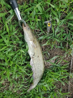ナマズの釣果