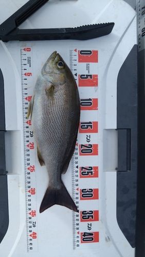 イサキの釣果