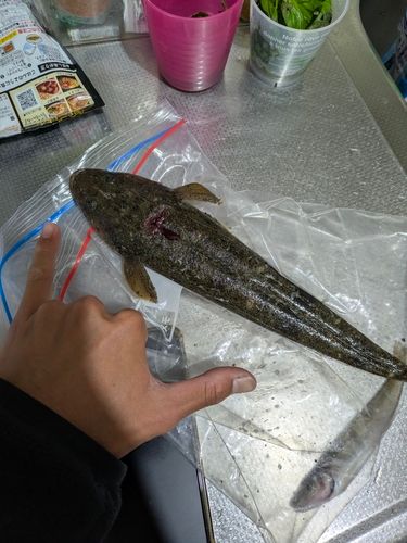 マゴチの釣果