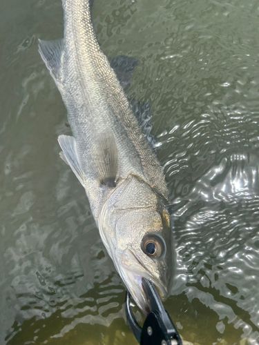 フッコ（マルスズキ）の釣果