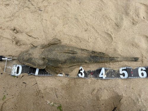 マゴチの釣果