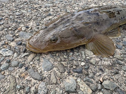 マゴチの釣果