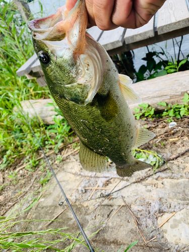 ラージマウスバスの釣果