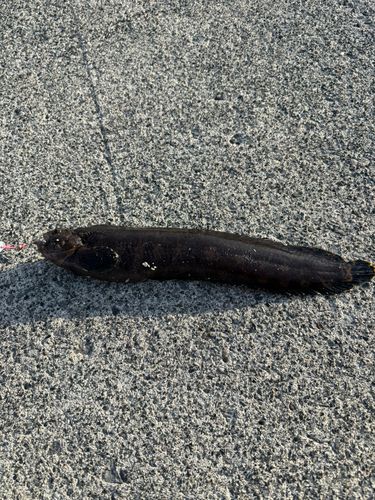 ドンコの釣果