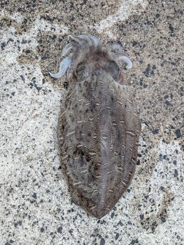 コウイカの釣果
