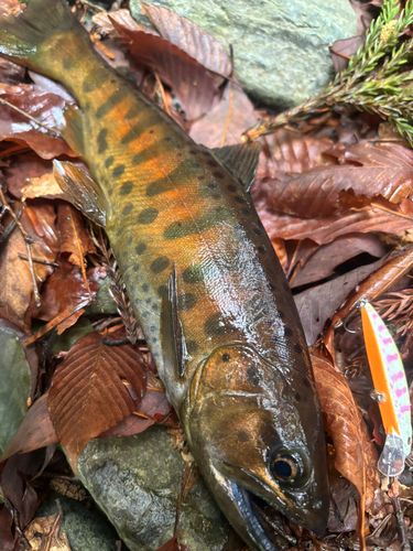 ヤマメの釣果