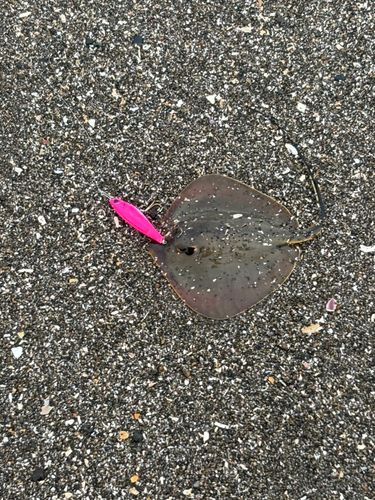 エイの釣果