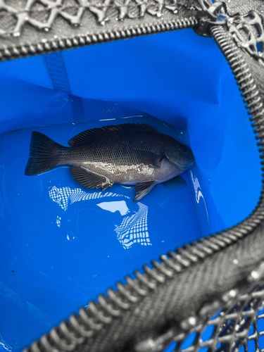 グレの釣果