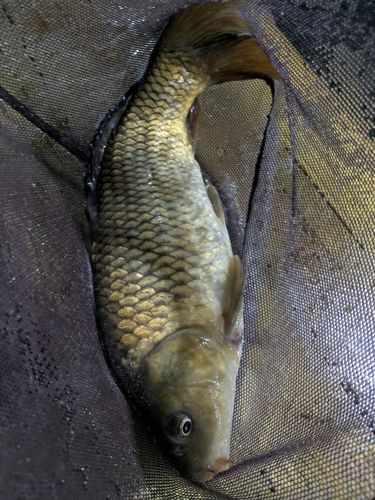 コイの釣果