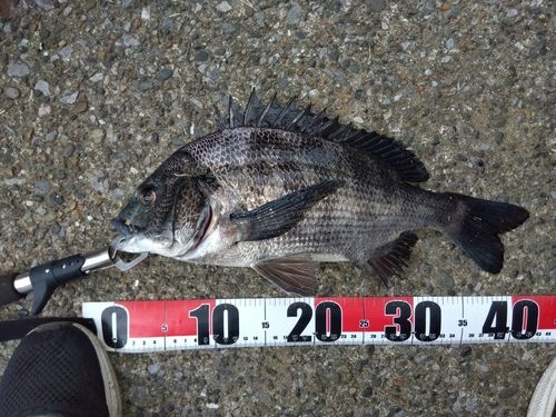 クロダイの釣果