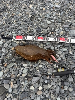 コウイカの釣果