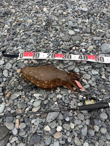 コウイカの釣果