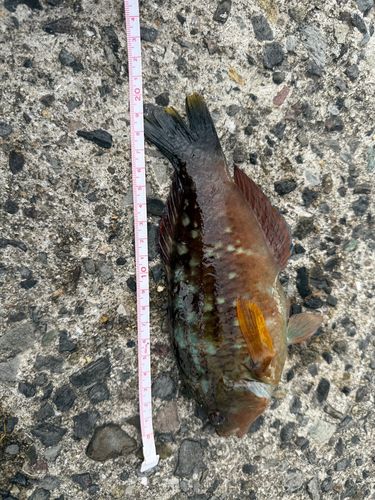 ベラの釣果
