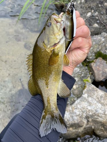 スモールマウスバスの釣果