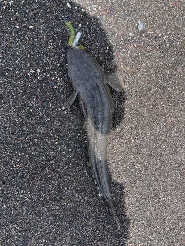 マゴチの釣果