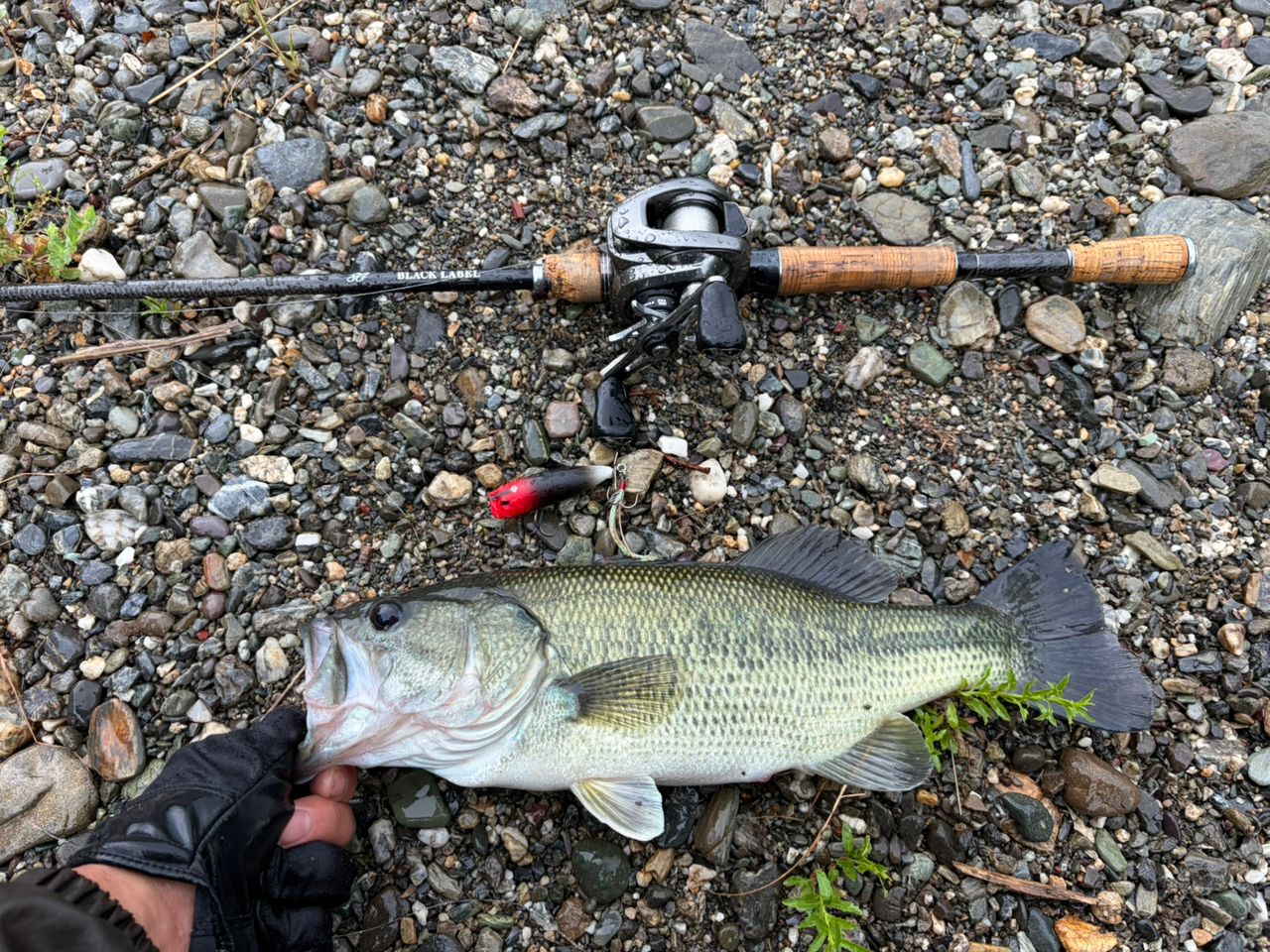 DAIWA 19ブラックレーベル SG 671L/ML+FBの最安値・インプレ・釣果