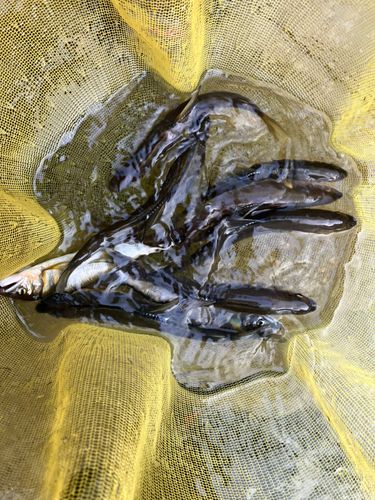 アユの釣果