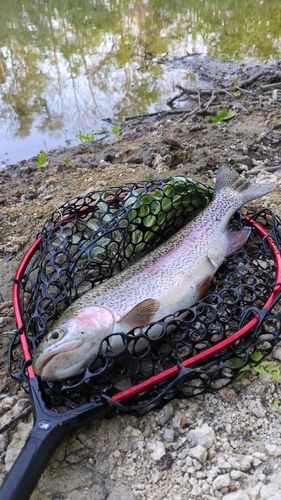 ニジマスの釣果