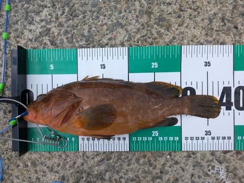 アコウの釣果