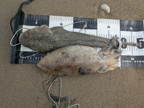 マゴチの釣果