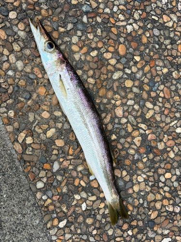 アカカマスの釣果