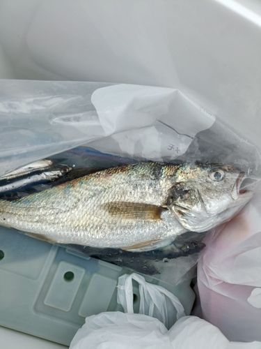 イシモチの釣果
