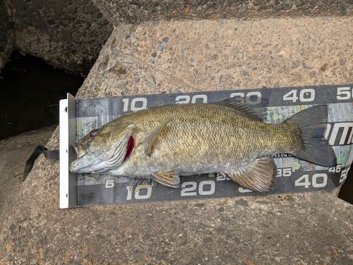 スモールマウスバスの釣果